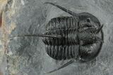 Devil Horned Cyphaspis Walteri Trilobite - Mrakib, Morocco #350490-1